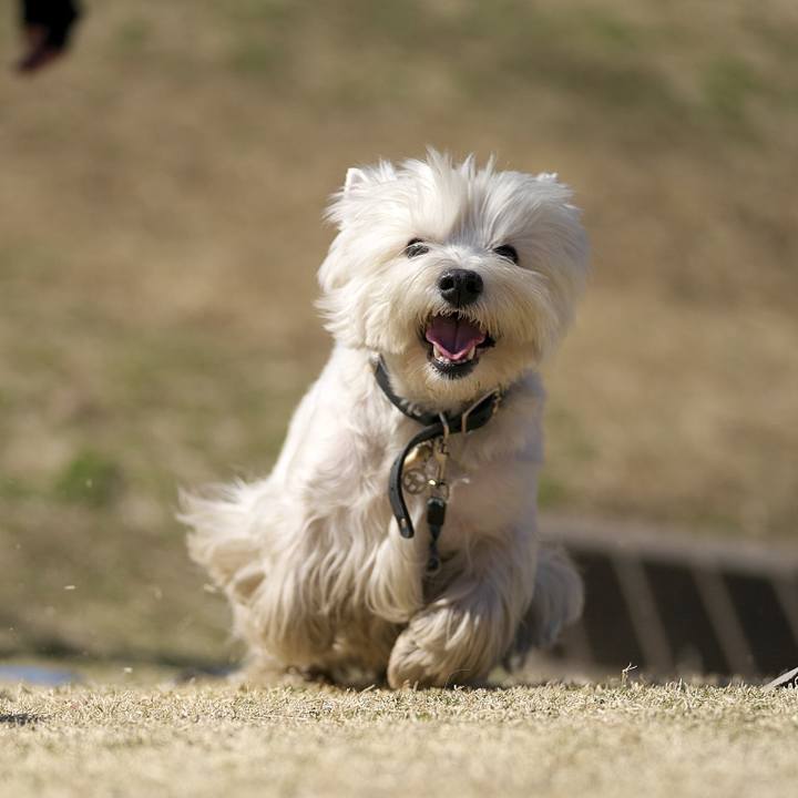 B6f16a6f 4db8 48c0 9b35 d1d8cdb0b686 1518961708872