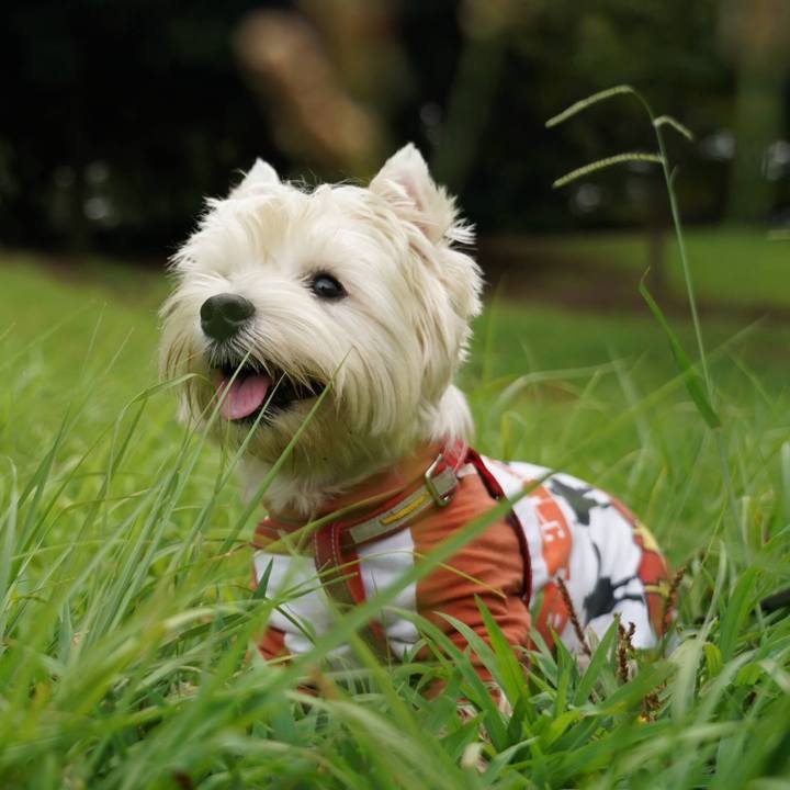 B6f2c569 0501 4226 88a8 633fb8385280 1532423156374