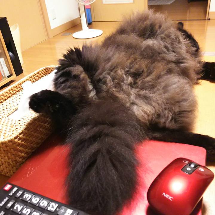 B6f4edd3 995d 4d82 9ea4 caa69b2d8904 1535970439075