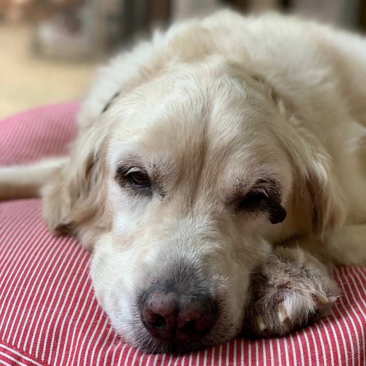 B6f8842b 1ba9 4d28 9d20 fcd468028221 1595638846229