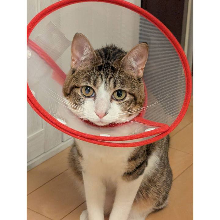 B6fdc4c4 1b36 4900 9bc4 76023d3a623c 1761377730532