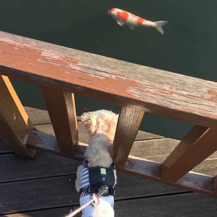 B6ff8df2 9750 4420 9054 420316afb1e5 1567512156390