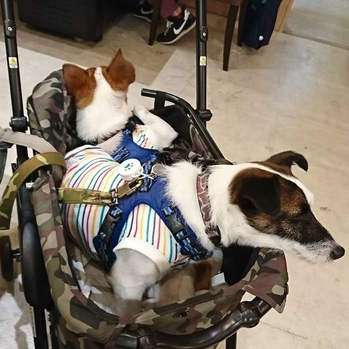 B70bad31 4c21 4cf6 a3fc dd85d6e7c7f4 1529474078359