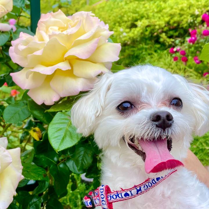 B70badbb e32a 4269 8de9 424ec493ff34 1620526121732