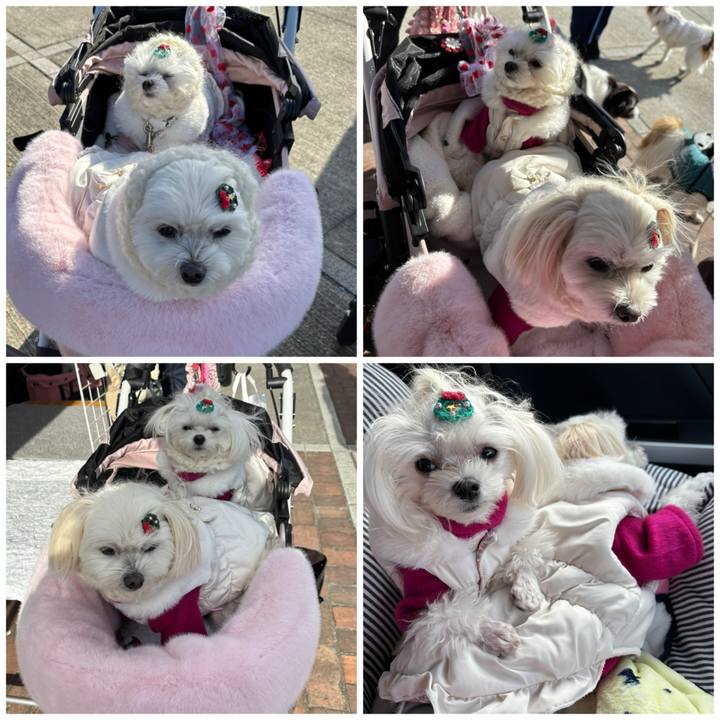 B7177c96 527c 4894 8b95 3aa9e05a45a1 1734863731551