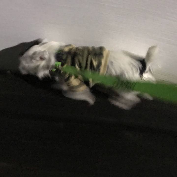 B717a5b2 6e07 4347 99ae 51bb27d8f706 1545051861742