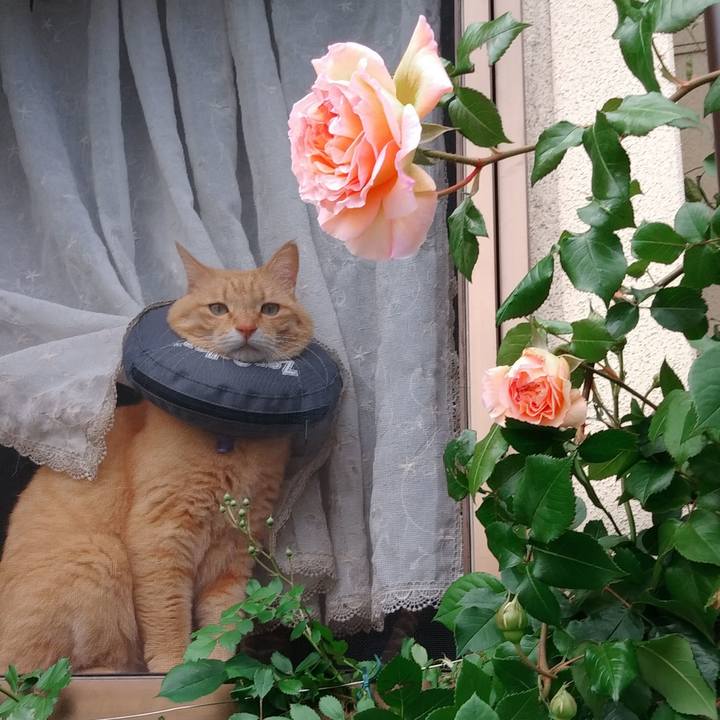 B71f6742 47b3 4bc0 87c4 05639c53ae71 1590369669311