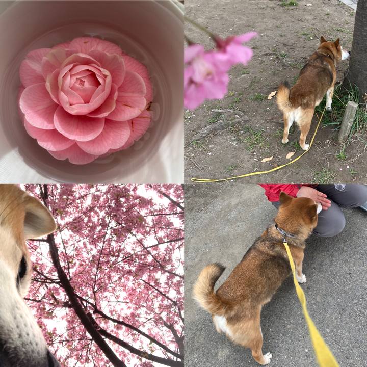 B7232700 a982 4fbc bafe b30edf570c1b 1647410243894