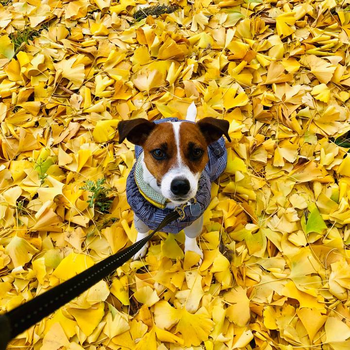 B72682af d3fd 491a bce9 b94cb4a9a6e9 1544671154431