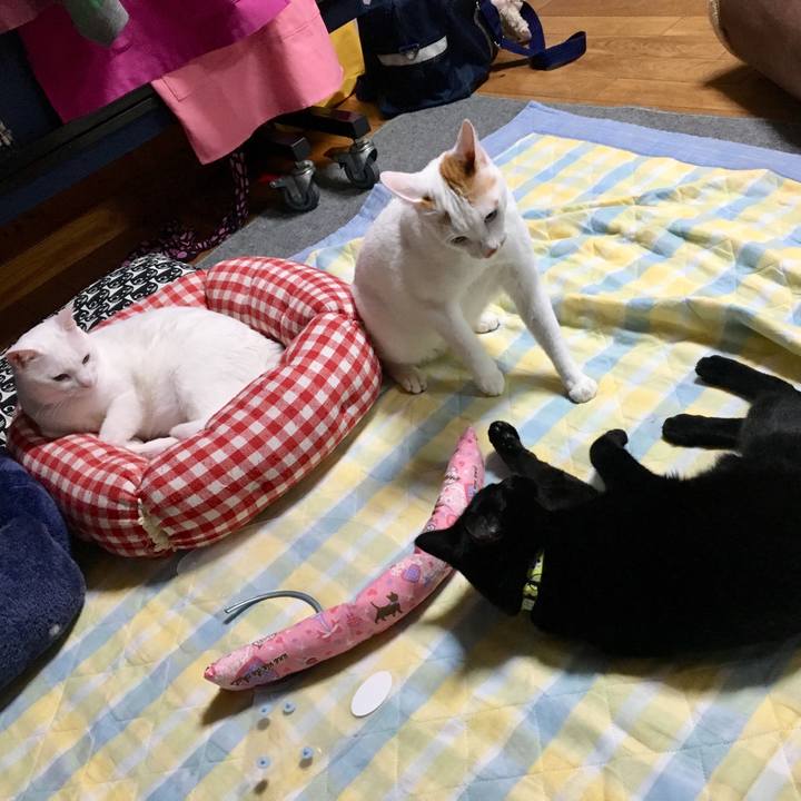 B7280a6d 68d6 46c8 a82a 053535cc4ef3 1524929477588