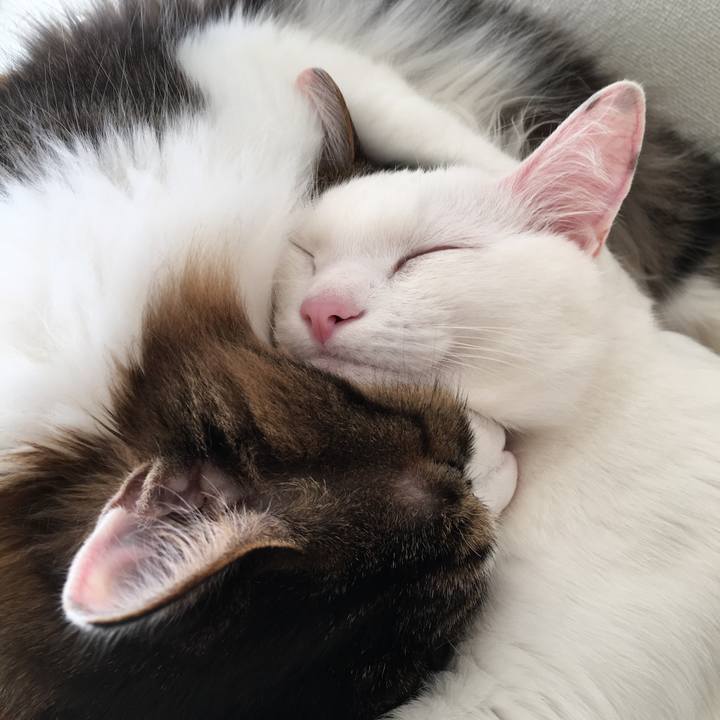 B728fc66 16dd 4dea b00f 4cc782fd7b80 1514623659017