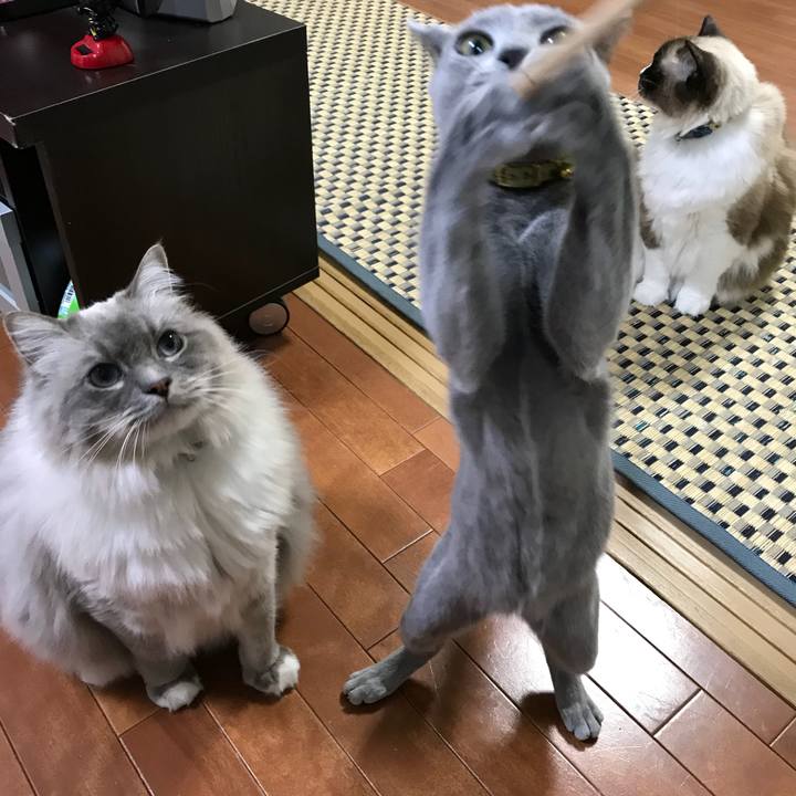 B7292d6a 1659 4807 923e 8f7f538710cc 1514283253357