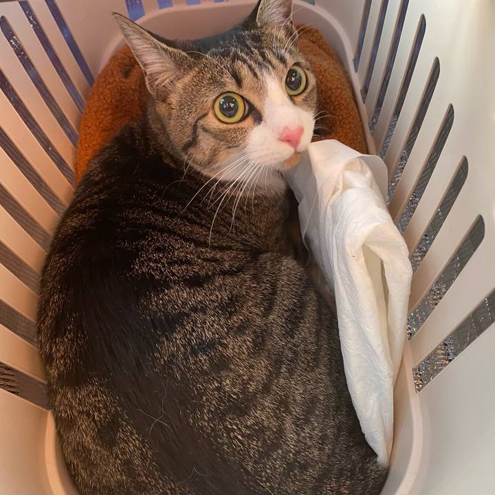 B72b548b 4bcb 4604 987e 6dc45492296c 1604962948209