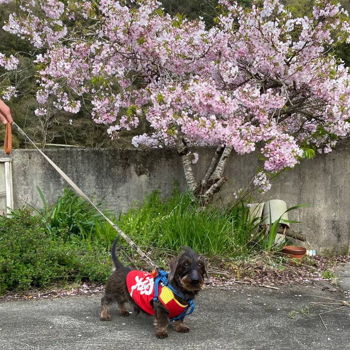 B72d632f d35d 4bb2 818c 86a764078f9d 1586001160154