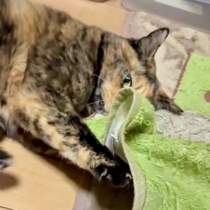 B72f99c8 5833 472a b1ac 8f57bc9deae8 1765573995469