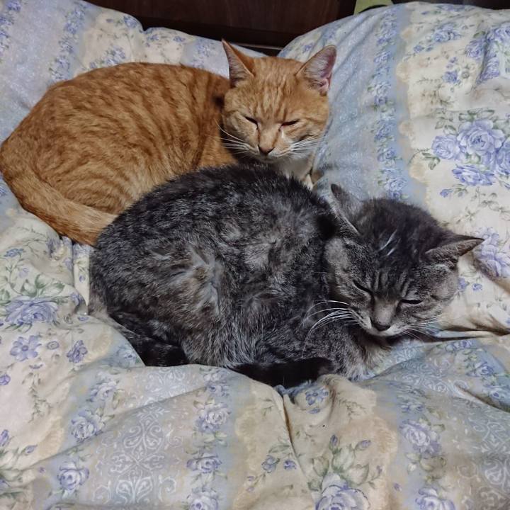 B733fb03 182f 40db aef4 1b629ec1db77 1573302695197