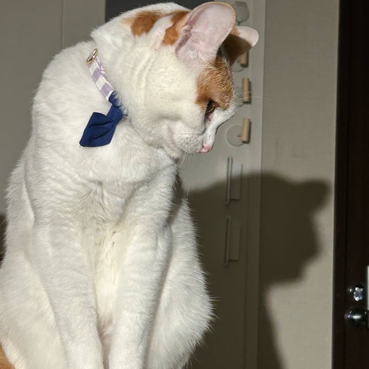 B73929ce 29ce 41c1 aee6 4a2ca5066e7b 1761666473302