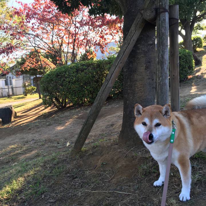 B73a21a8 6721 4755 887e 7d5ab38dc40d 1604189606686