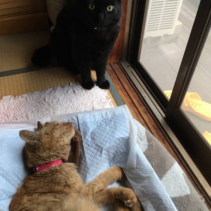 B73c8060 a9a3 4d98 b0b4 d48634bdbc82 1563155071225