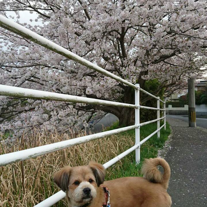 B7400f62 6d76 43c4 910b 94f010543965 1522571274164