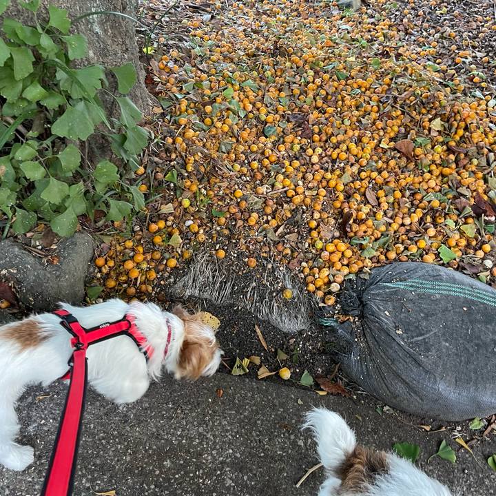 B74164d5 352a 4d2b b539 664e9fefcebf 1758497103735