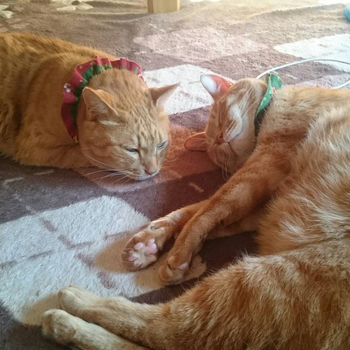 B742cd6e b100 4df1 9504 50610e6fac75 1513995423540