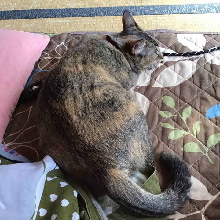 B747106e de74 4f85 b6ab bd5bc58dd91c 1584844884948