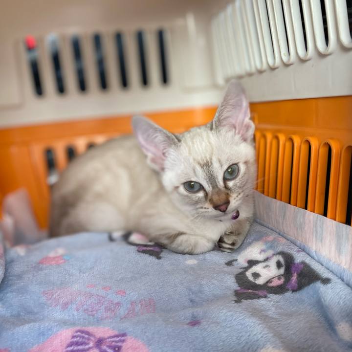 B747e00d 417e 4f87 83d3 640c7b8fbd2c 1748734235255