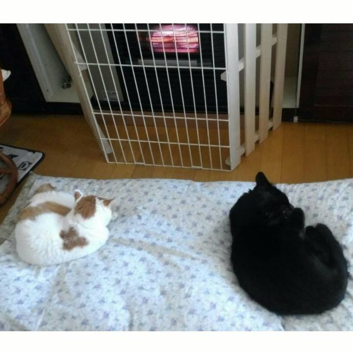 B74a4e92 3ed9 448e 8c8d a6763bb26ede 1508370148633