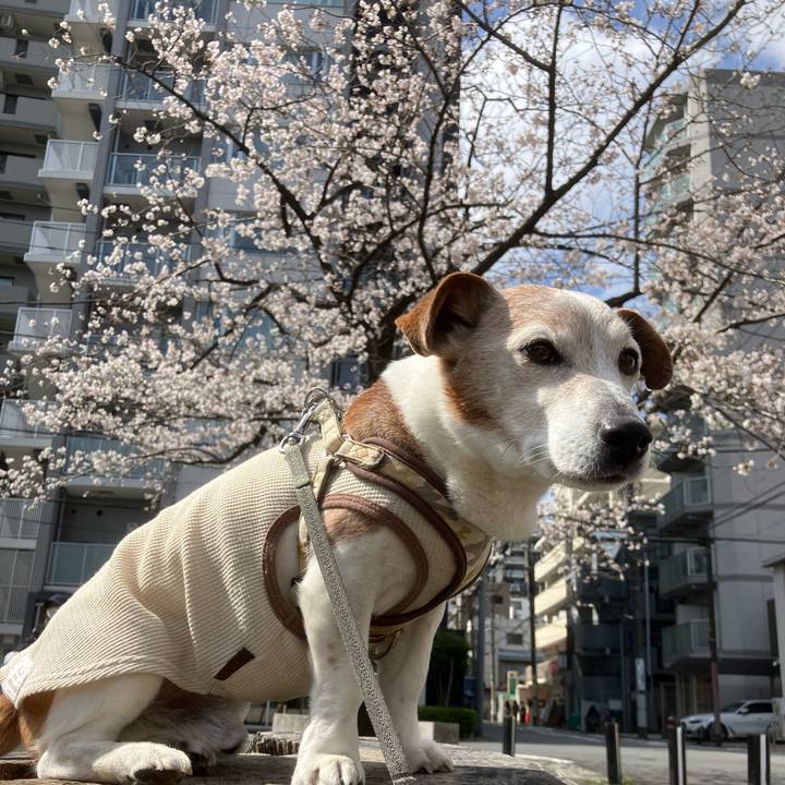 B74b81b4 0865 4144 a8c5 ef600a525fbb 1774576932564