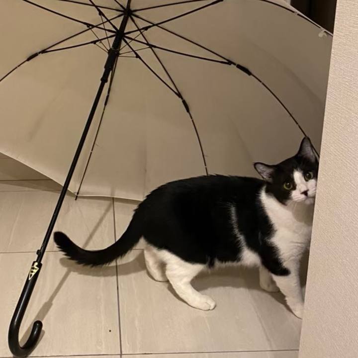 B74b9b10 4902 4f4c 9f1d 94f568af6277 1721041334131