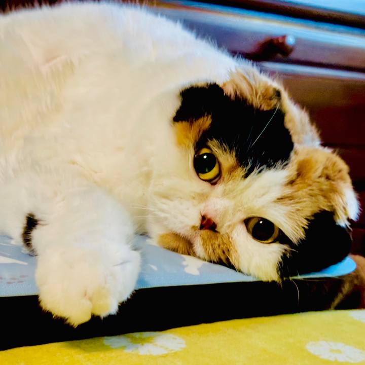 B74ead4c 4443 4331 a175 bcad7445c4ba 1727966049039