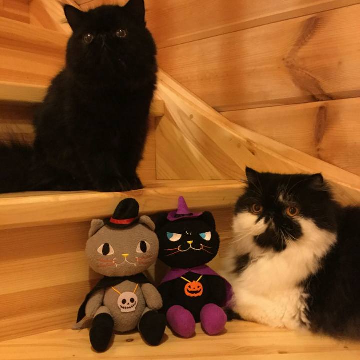 B74f4c9d 2b8d 4b08 8d3d 1e938ff47f64 1509182206040