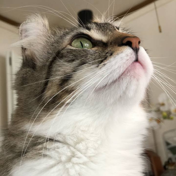 B74f51d3 e6da 47b2 9ca4 b197a3f4efaf 1518145526391