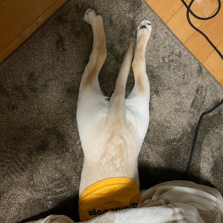 B74f6b6c 2e39 4f1b b543 fb94929b1062 1616504398575