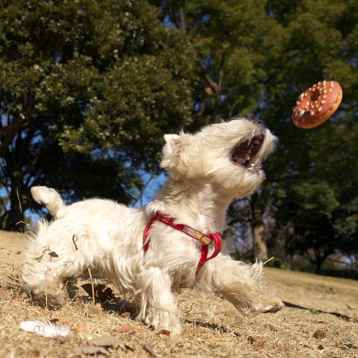 B74f8bb1 b93d 403e a4f5 9cb4968123c1 1515977406089