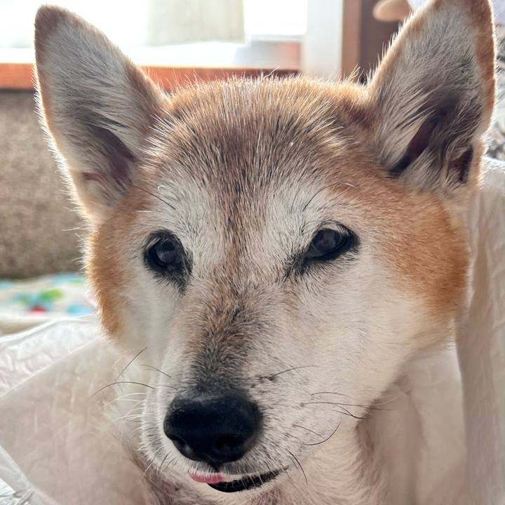 B755c9e3 2c2f 459b 9ed4 e40d6b6f220b 1762831170967