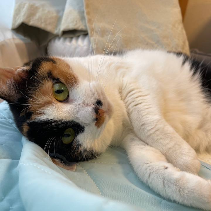 B7588fdc 51e3 4b89 b677 63675aecf92e 1754607869131