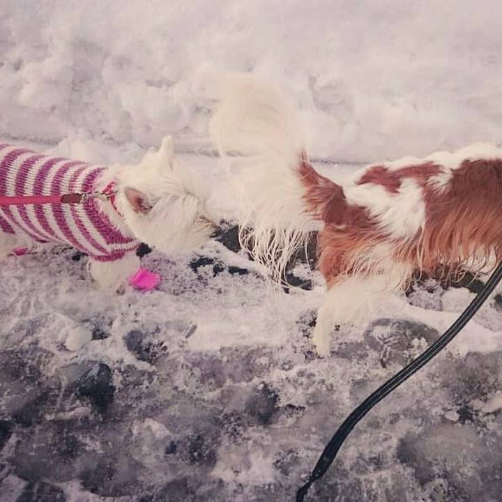 B759a95d a15a 4b8c 8dff 427128b2e44b 1547126373905