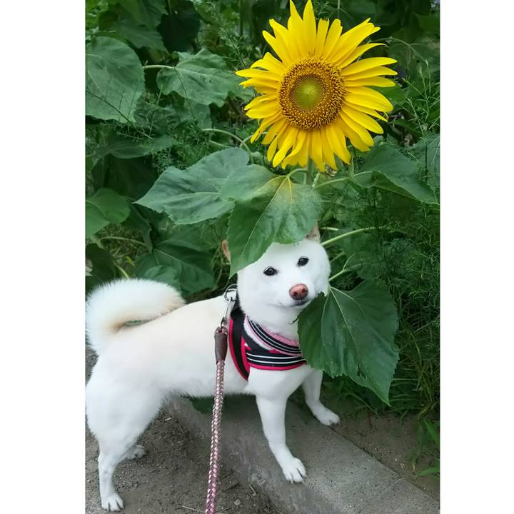 B75c2991 50b9 4d98 b476 600ff93cf429 1531389141324