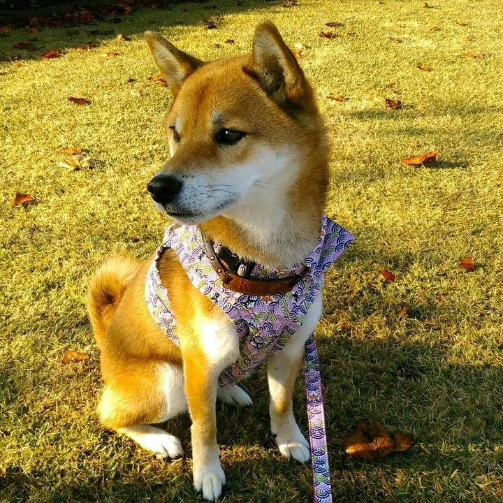 B75e0fb4 25c3 4bd8 a2d3 07a3c29cd37d 1510389212882