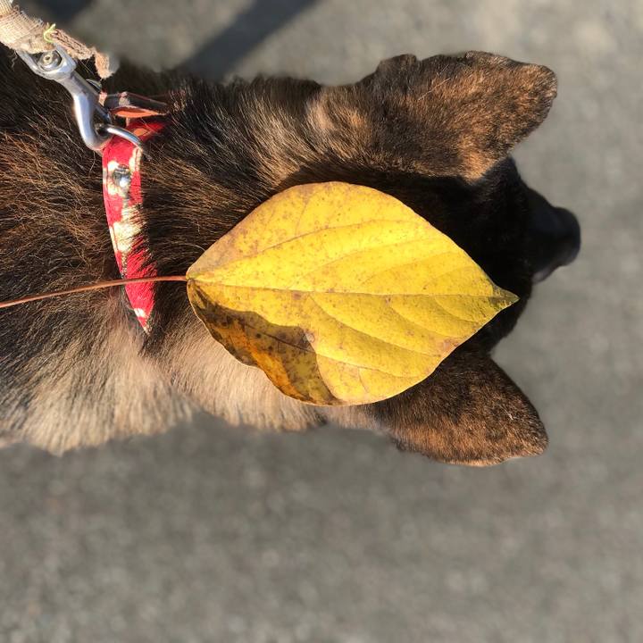 B75f0cd1 32f9 4824 9a85 1edc971ba50a 1540422349662