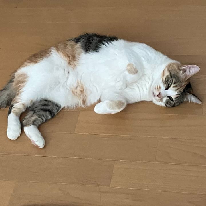 B7711c53 be07 4439 aab0 ff4e9e65f7e8 1756012936320