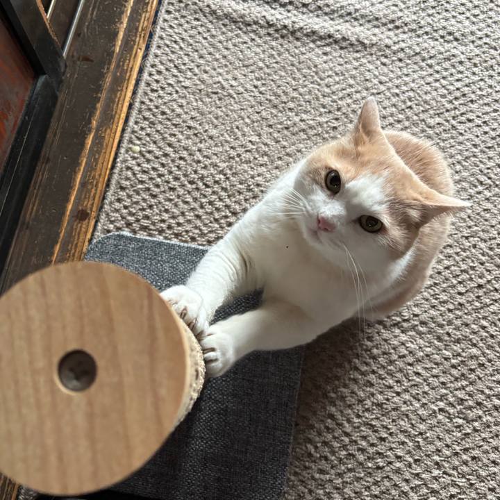 B77876b9 4590 40b4 87fd 9c1858e285f0 1763395556454