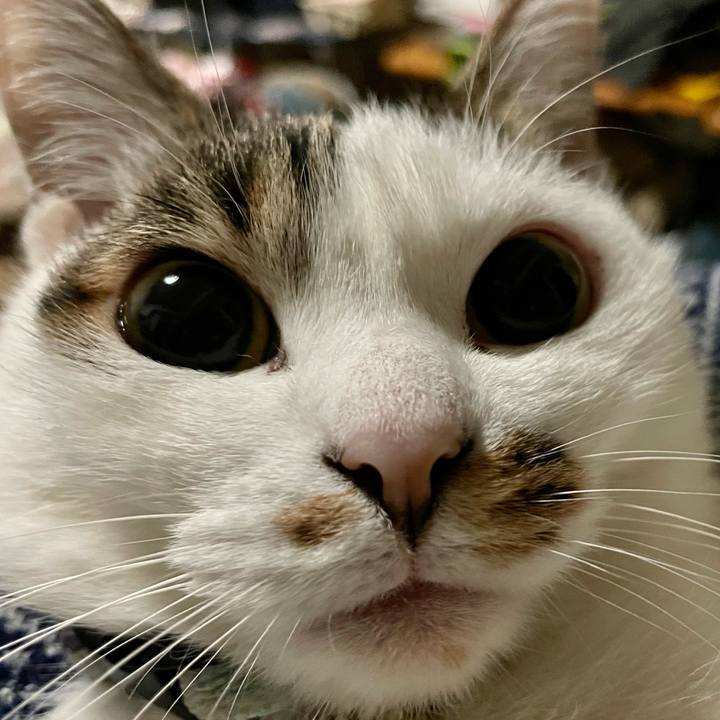 B77f0ff7 7242 476a ab8d 0e5217d96ab8 1682595469386