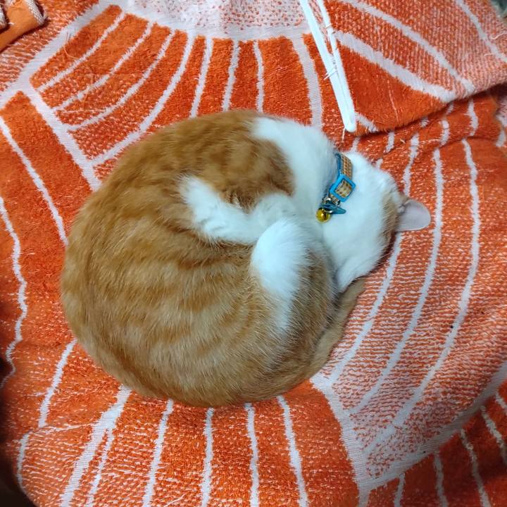 B7821310 9a0c 4276 9a0f a53bf68efd02 1734072650826