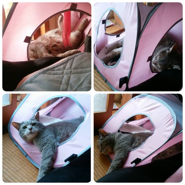 B7821fce 834c 4cc1 ad2f 911e344209bf 1528202630841