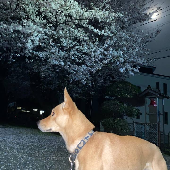 B78a3a97 b984 44cb afbb ec47e440a72f 1617022822279