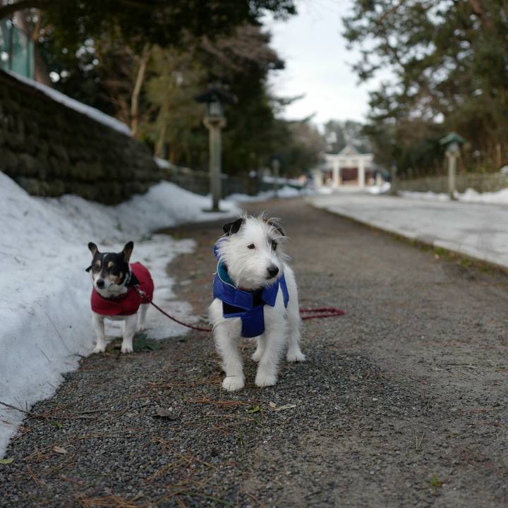 B78b66cb e118 4715 b415 1b763493f189 1519619437289