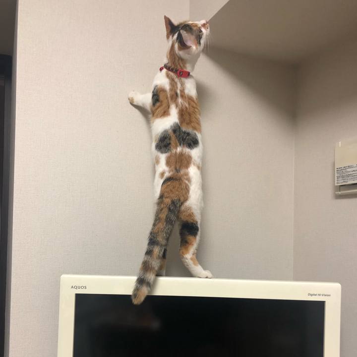 B78c11c0 26e6 4103 b8dc 101dffc5cd40 1572792837176